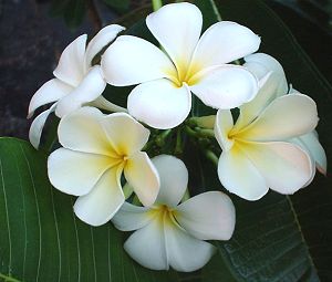 Plumeria